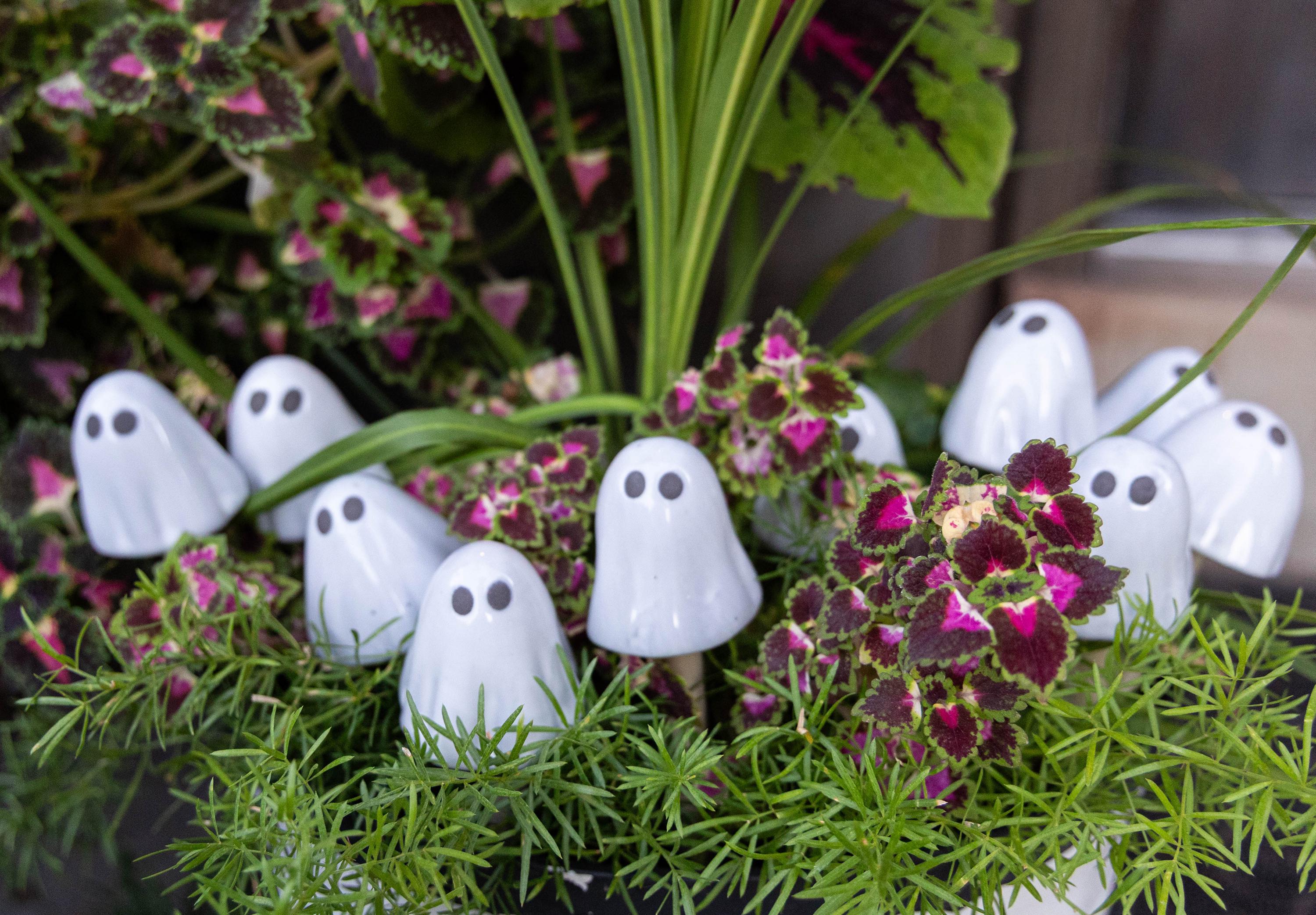 Ghostyz – Micro Pack - Image 9 of 11 | Garden Decor