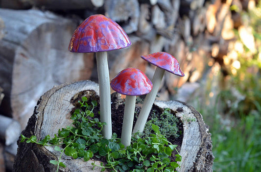 Cherry Pop Rock Shroomyz