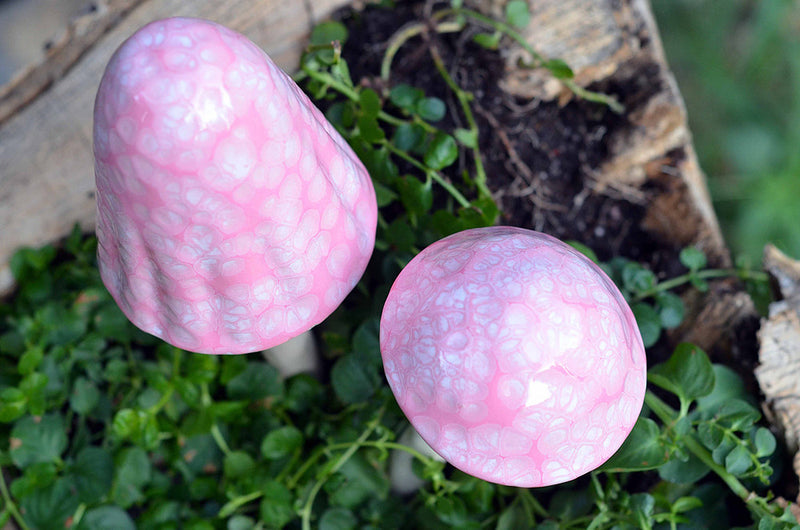 Cotton Candy Shroomyz