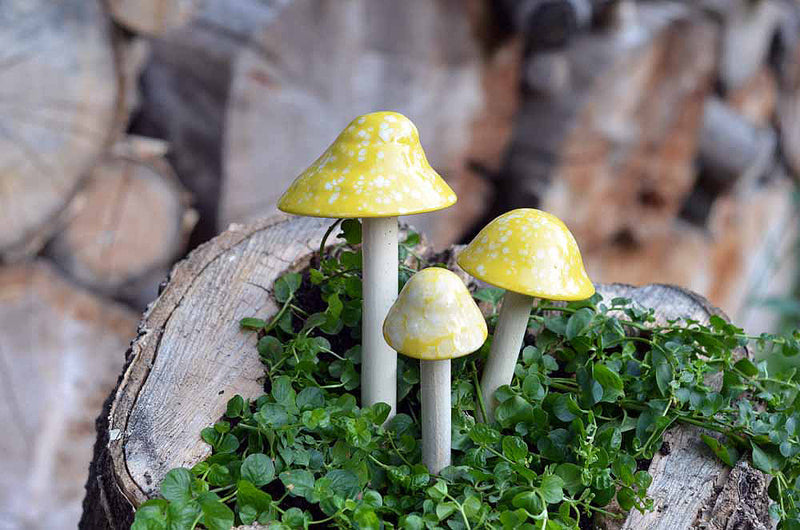 Lemon Meringue Shroomyz