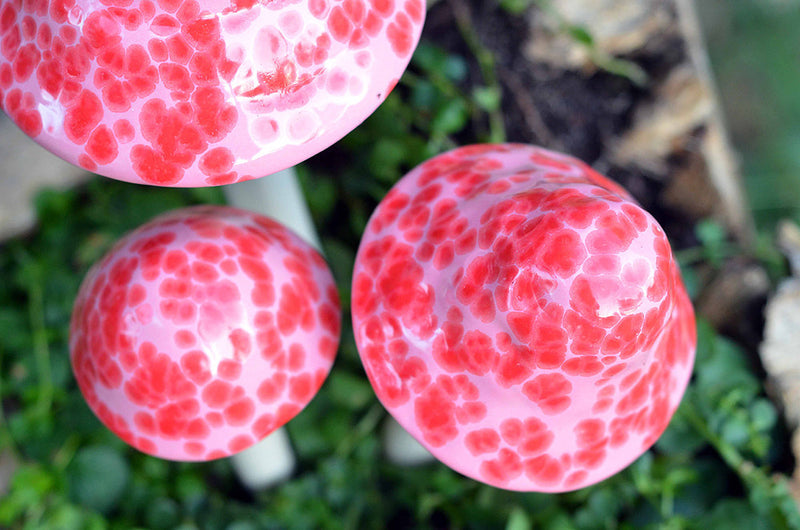 Pink Cherry Shroomyz