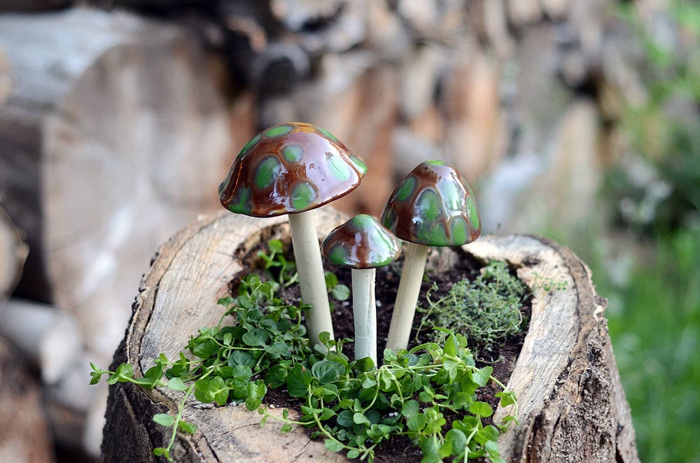 Shroomyz Ceramic Mushroom – Turtle Time