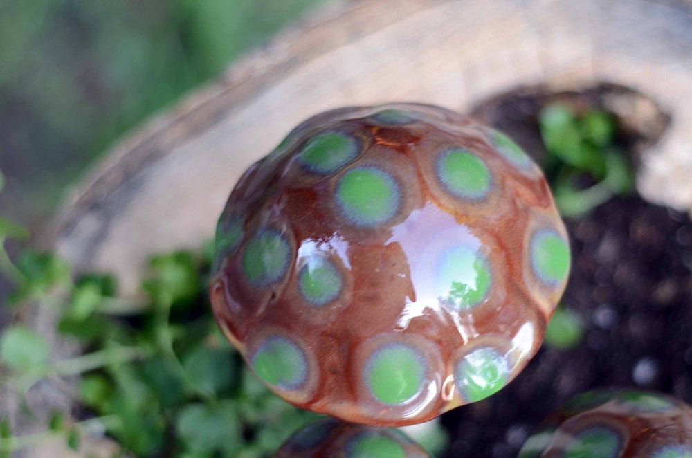 Shroomyz Ceramic Mushroom – Turtle Time