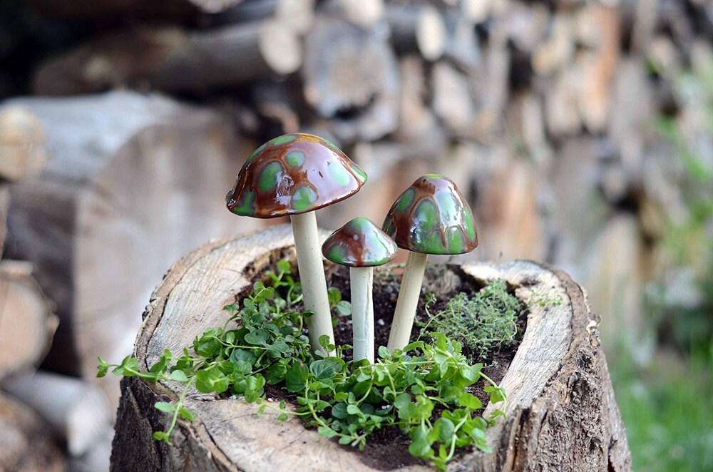 Shroomyz Ceramic Mushroom – Turtle Time